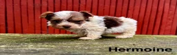 Yorkshire Terrier dogs for sale: Hermoine - Ad 1