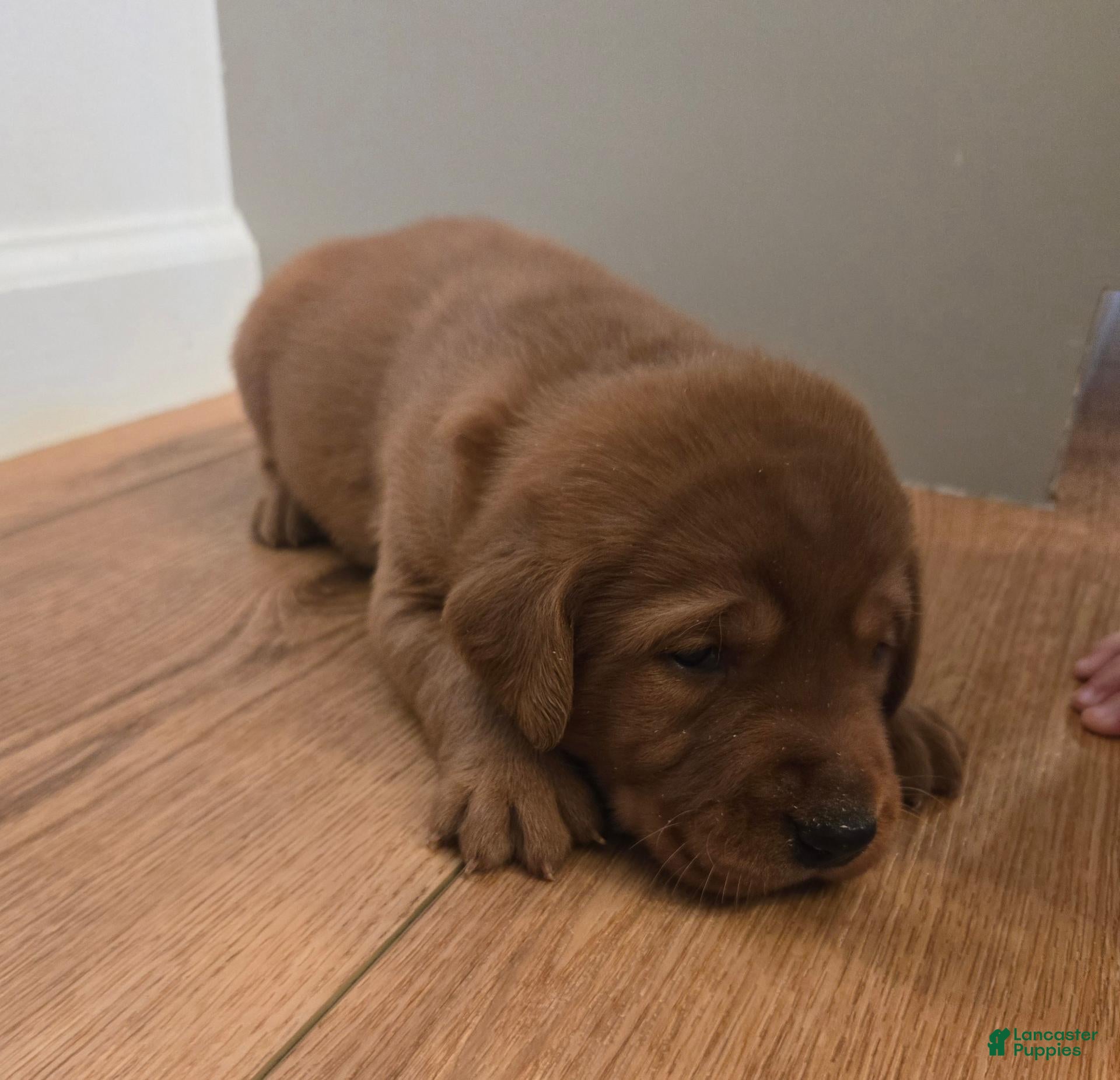 Labrador Retriever dogs for sale: Mickey - Ad 4