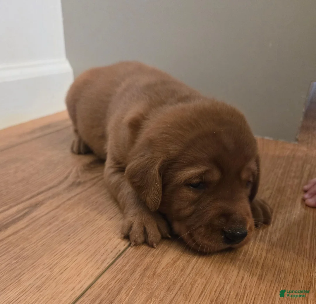 Labrador Retriever dogs for sale: Mickey - Ad 1