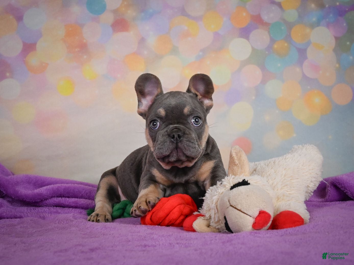 French Bulldog dogs for sale: Aaron - Ad 1