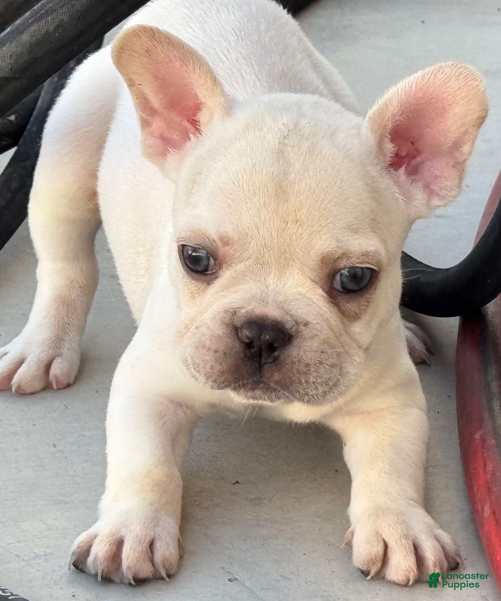 French Bulldog dogs French Bulldog 2 - Ad 39