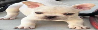 French Bulldog 2