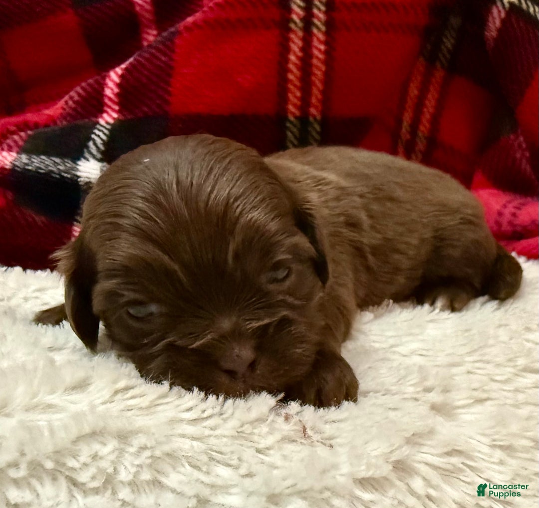 Shihpoo dogs for sale: Mila - Ad 11