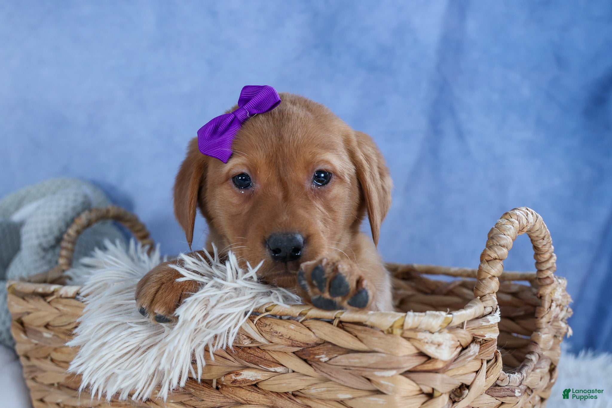 Labrador Retriever dogs DAKOTA - Ad 2
