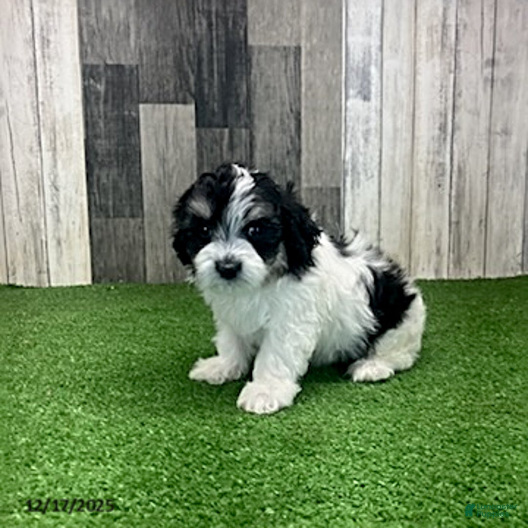 Maltipoo dogs for sale: Jamie - Ad 3