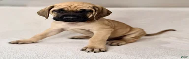 English Mastiff Fawn Male
