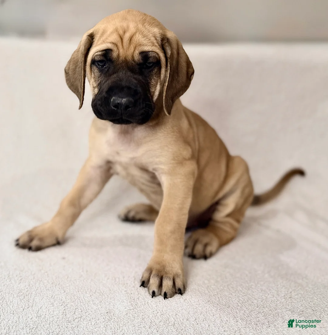 English Mastiff dogs for sale: English Mastiff Fawn Male - Ad 1