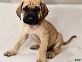 English Mastiff dogs for sale: English Mastiff Fawn Male - Ad 2