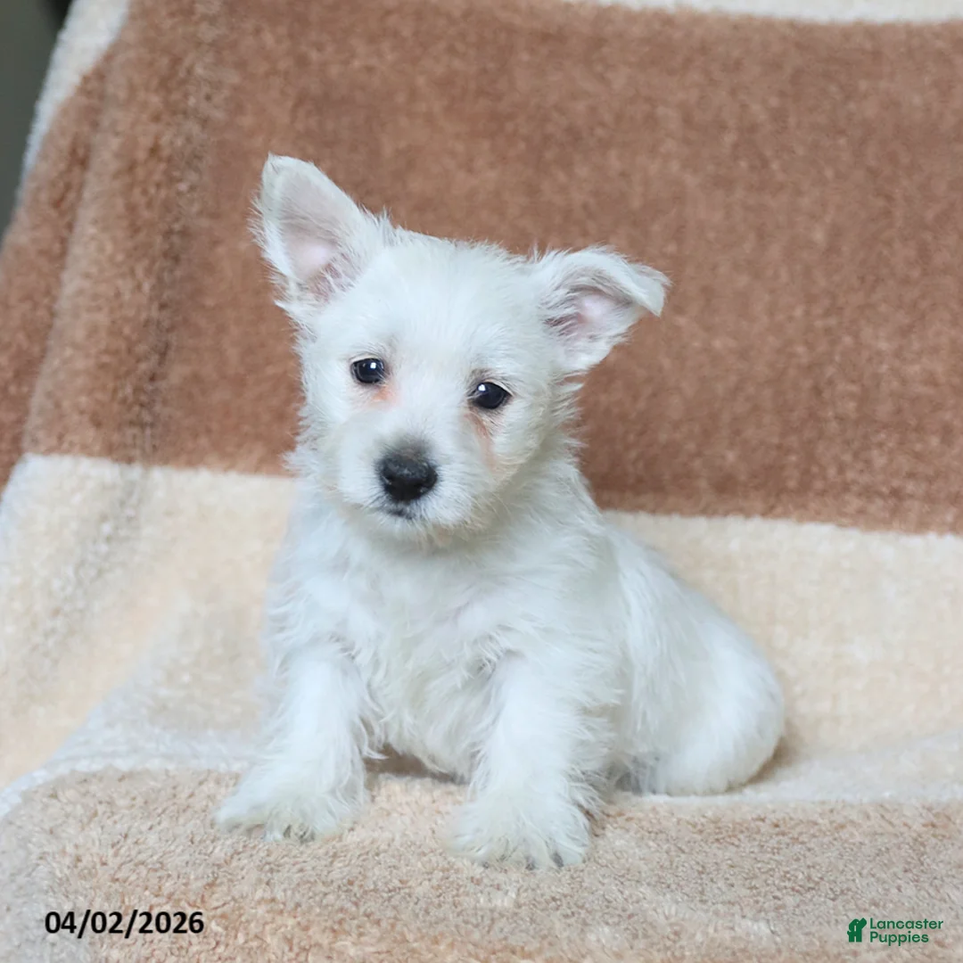 West Highland Terrier dogs for sale: Winnie - Ad 5