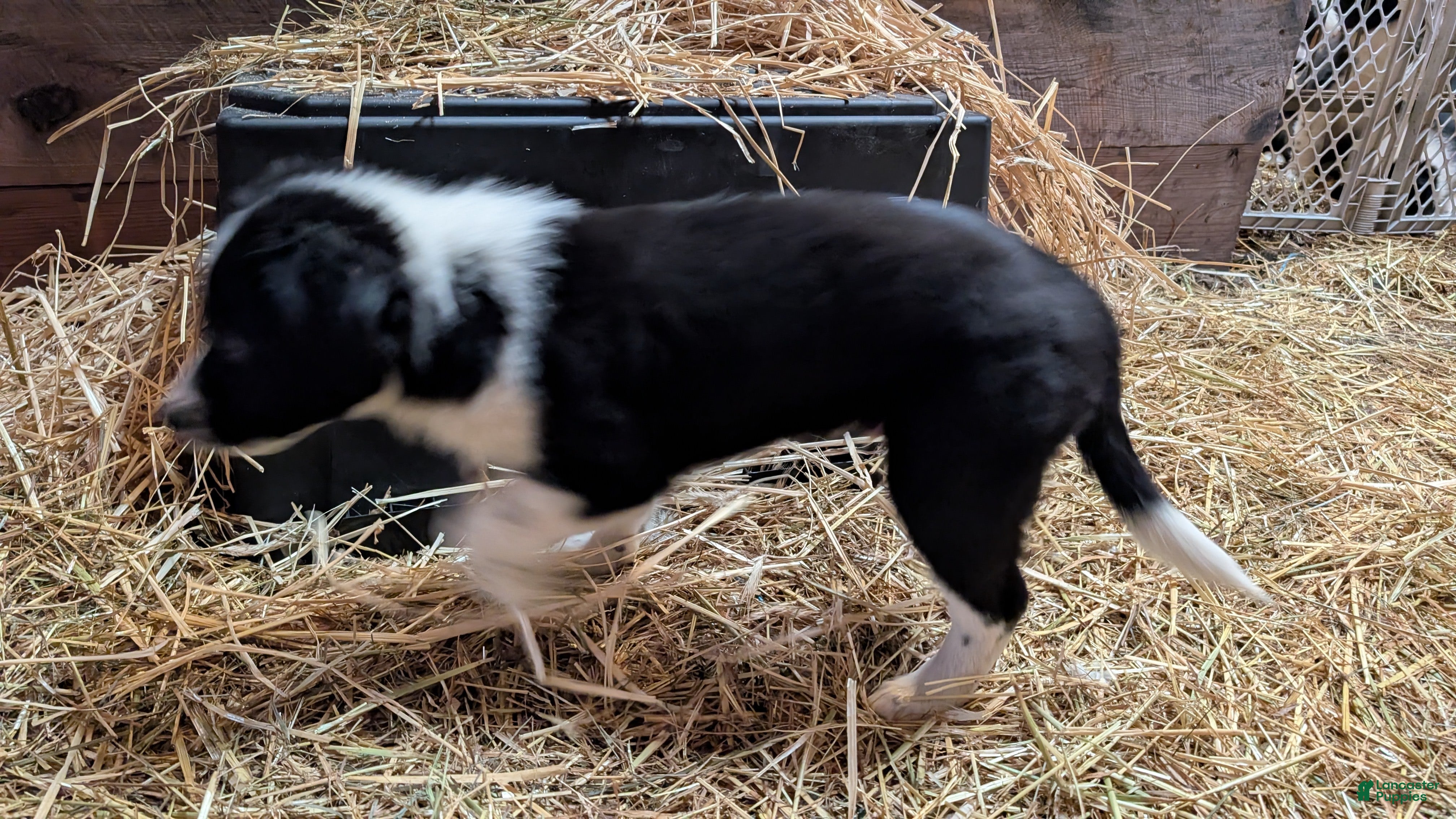 Mixed Breed dogs Ram - Ad 2