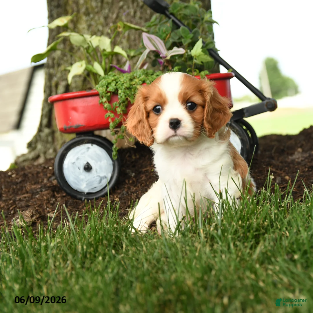 Cavalier King Charles Spaniel dogs for sale: Malachi - Ad 3