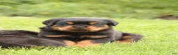 Rottweiler dogs for sale: Tate  - Ad 3