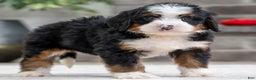 Mini Bernedoodle dogs for sale: Rusty - Ad 1