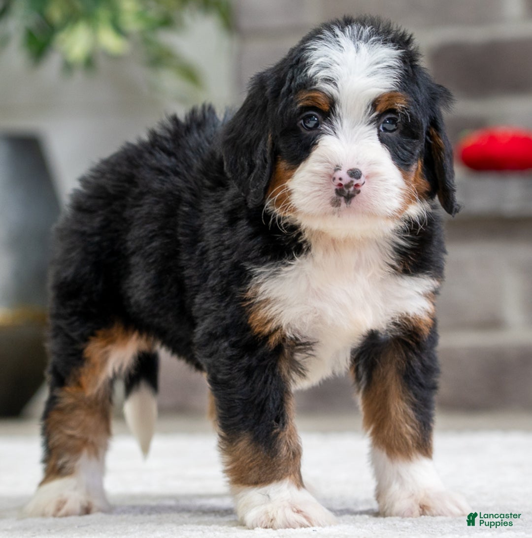 Mini Bernedoodle dogs for sale: Rusty - Ad 1