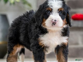 Mini Bernedoodle dogs Rusty - Ad 21