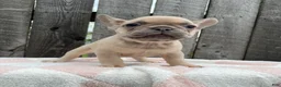 French Bulldog dogs for sale: Baxter - Ad 5