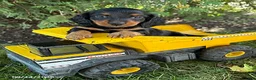 Miniature Dachshund dogs for sale: Harris - Ad 3