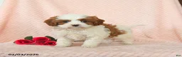 Cavapoo dogs for sale: Domino - Ad 3