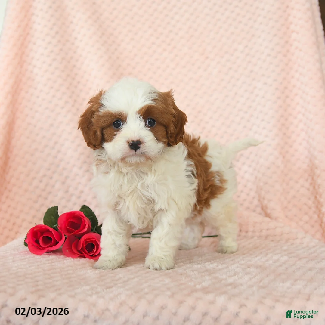 Cavapoo dogs for sale: Domino - Ad 3