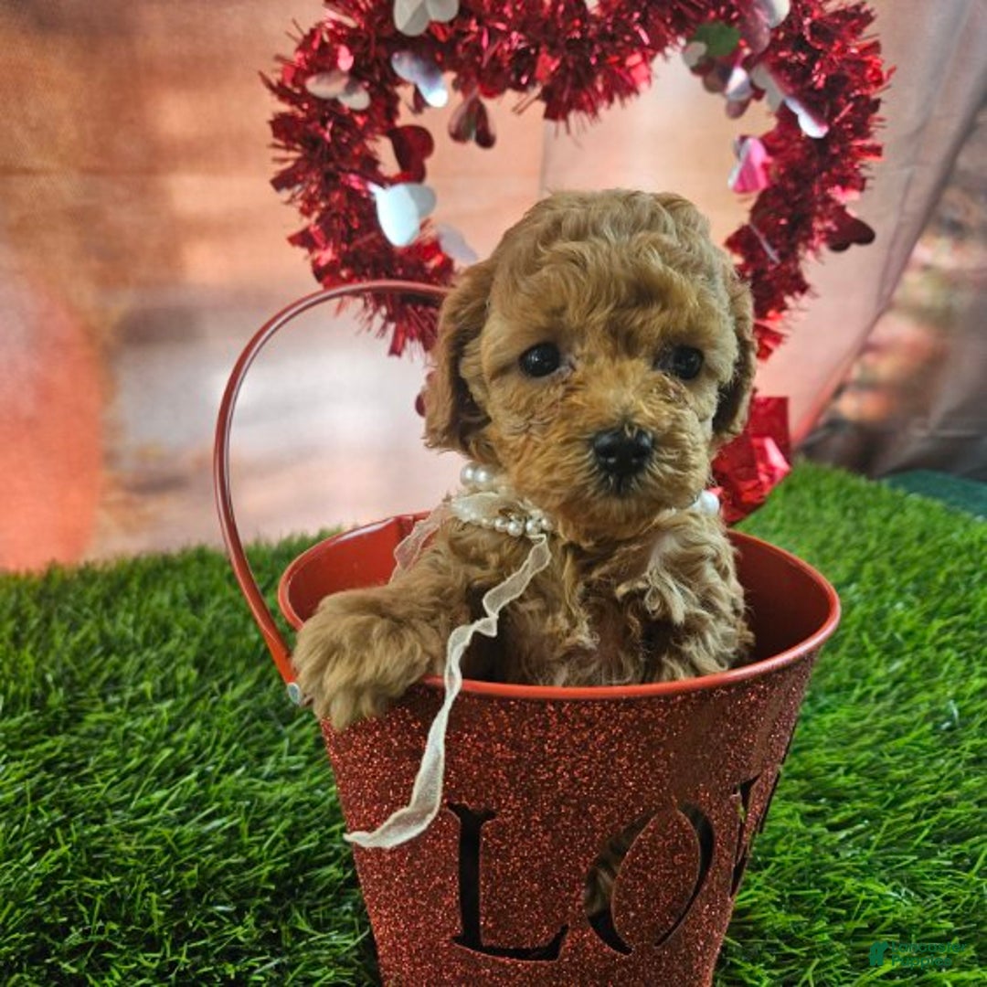 Toy Poodle dogs for sale: Dora - Ad 1