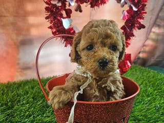 Toy Poodle dogs Dora - Ad 4
