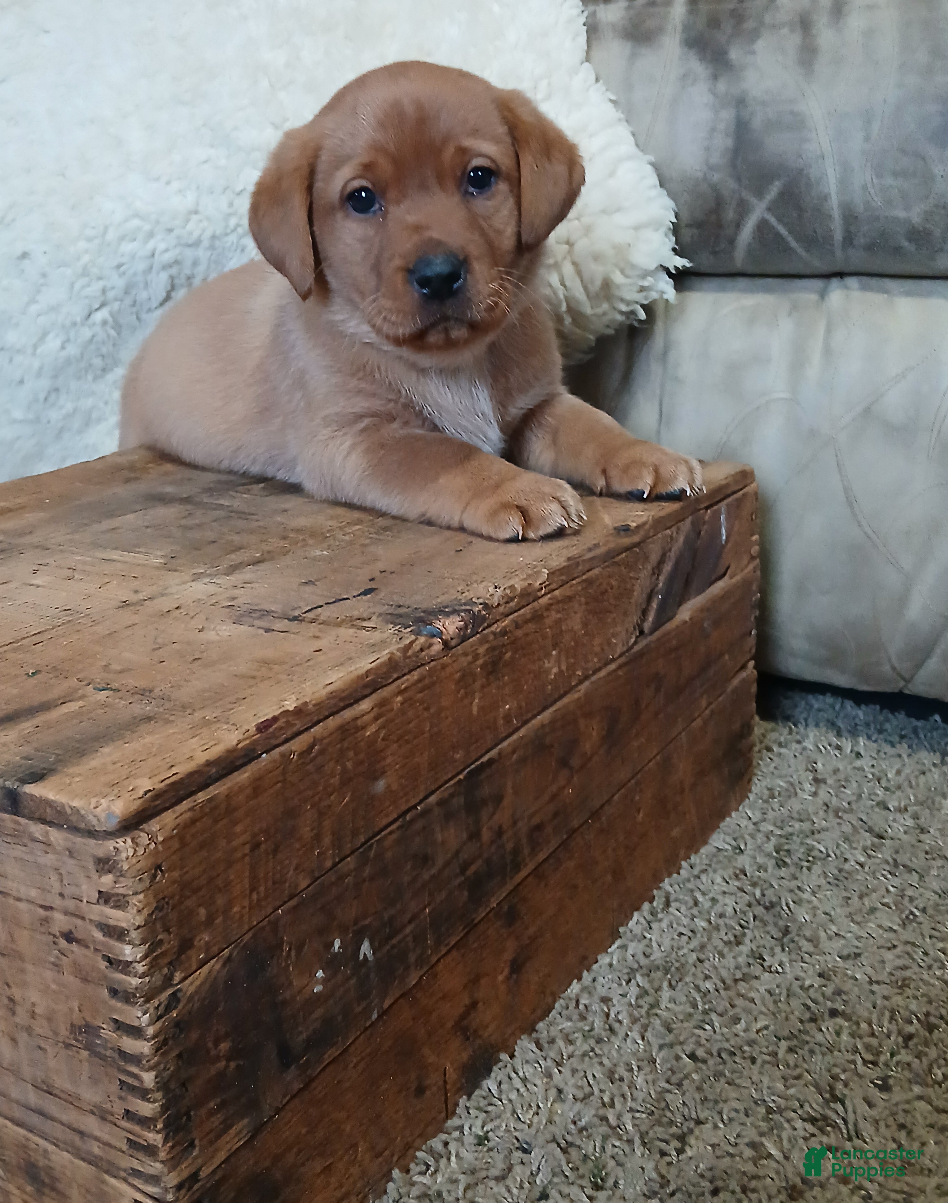 Labrador Retriever dogs Button - Ad 1