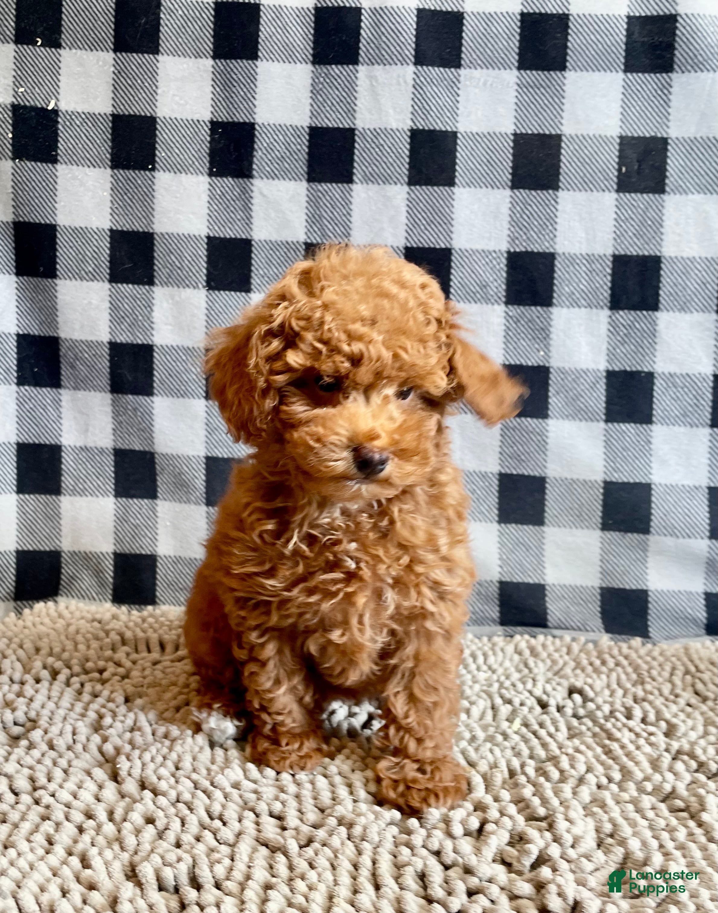 Miniature Poodle dogs Nancy - Ad 2