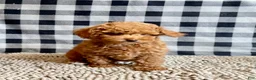 Miniature Poodle dogs for sale: Nancy - Ad 2
