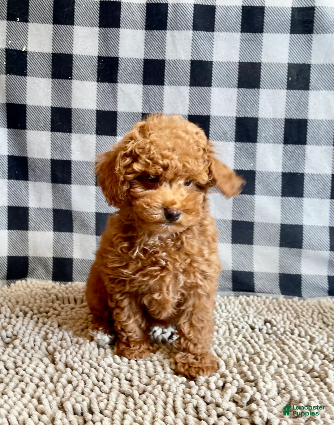 Miniature Poodle dogs for sale: Nancy - Ad 2