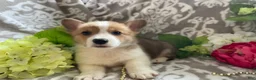 Welsh Corgi Pembroke dogs for sale: Mikey - Ad 4