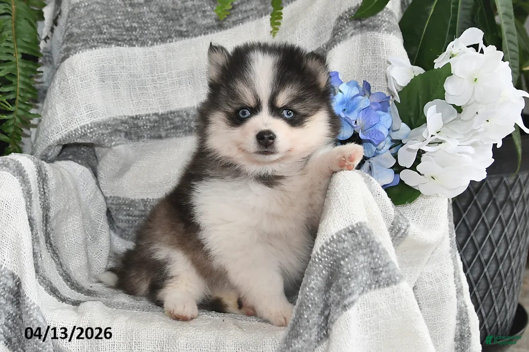 Pomsky dogs for sale: Bouncer - Ad 1