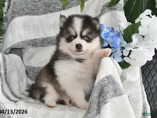 Pomsky dogs for sale: Bouncer - Ad 2