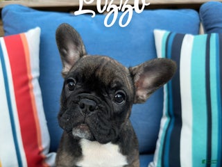 French Bulldog dogs - Ad 20