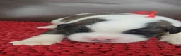 Saint Bernard dogs for sale: Timmy (red) - Ad 3
