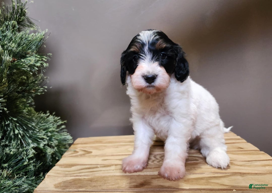 Mini Bernedoodle dogs for sale: Vixon - Ad 14