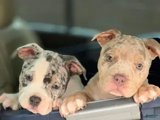 American Bully dogs American Bully Puppies - Ad 18