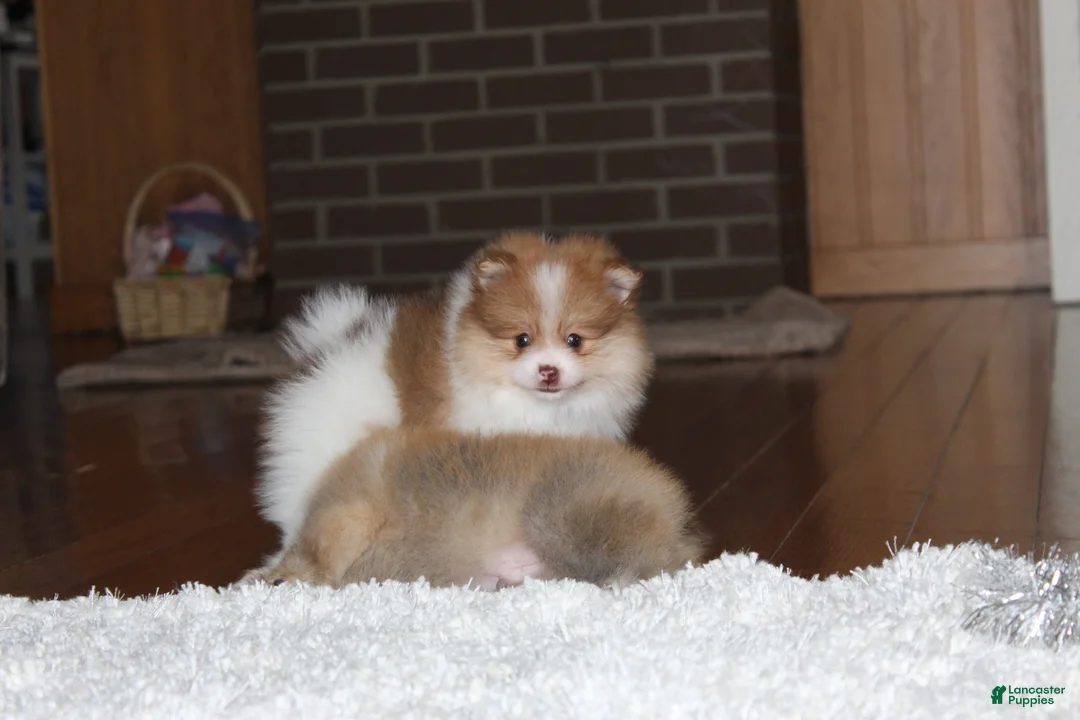 Pomeranian dogs for sale: Kenny - Ad 14
