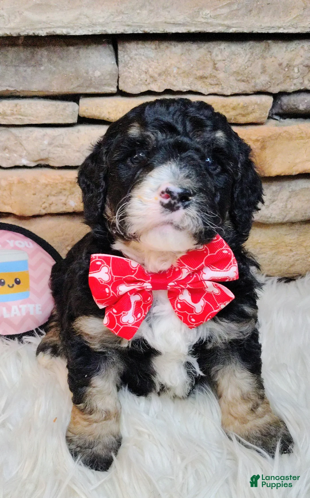 Saint Berdoodles dogs for sale: Frodo F1b Mini St Berdoodle  - Ad 1