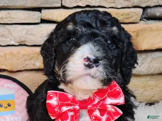 Saint Berdoodles dogs Frodo F1b Mini St Berdoodle - Ad 8