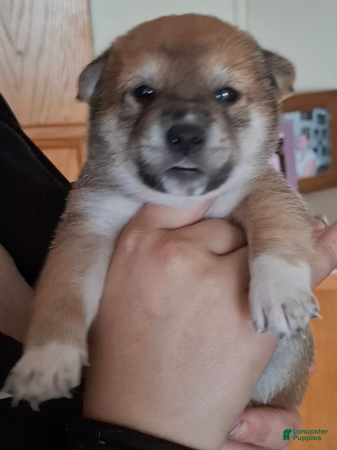 Shiba Inu dogs Shiba Inu Puppy 5 - Ad 30