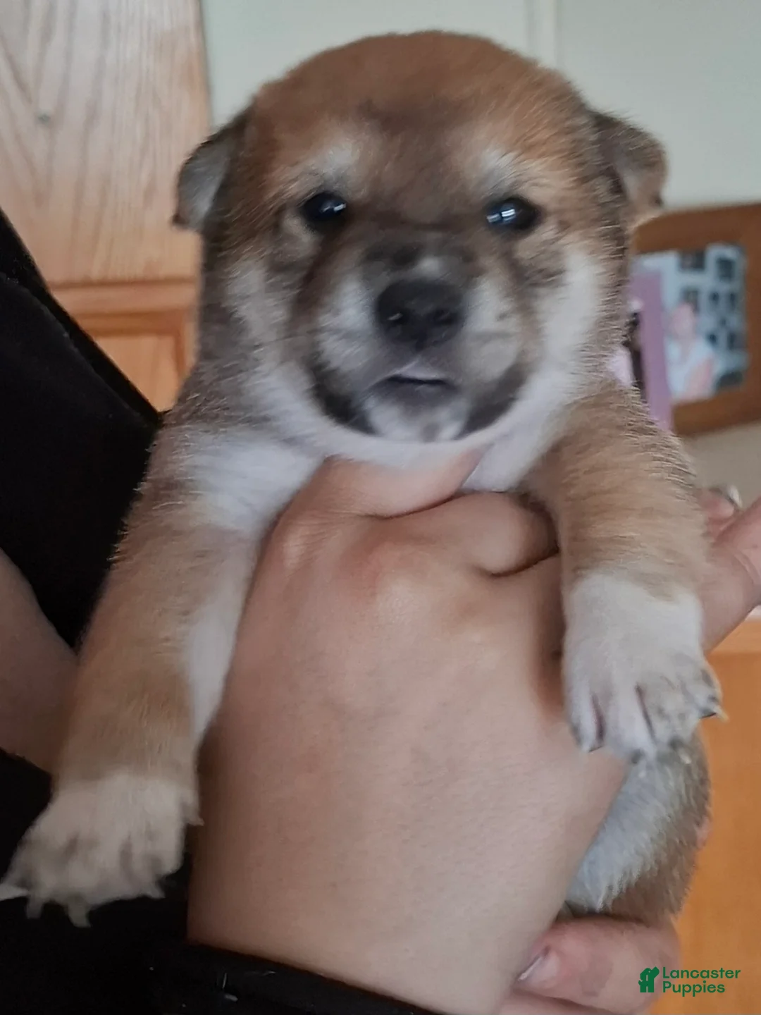 Shiba Inu dogs for sale: Shiba Inu Puppy 5 - Ad 1