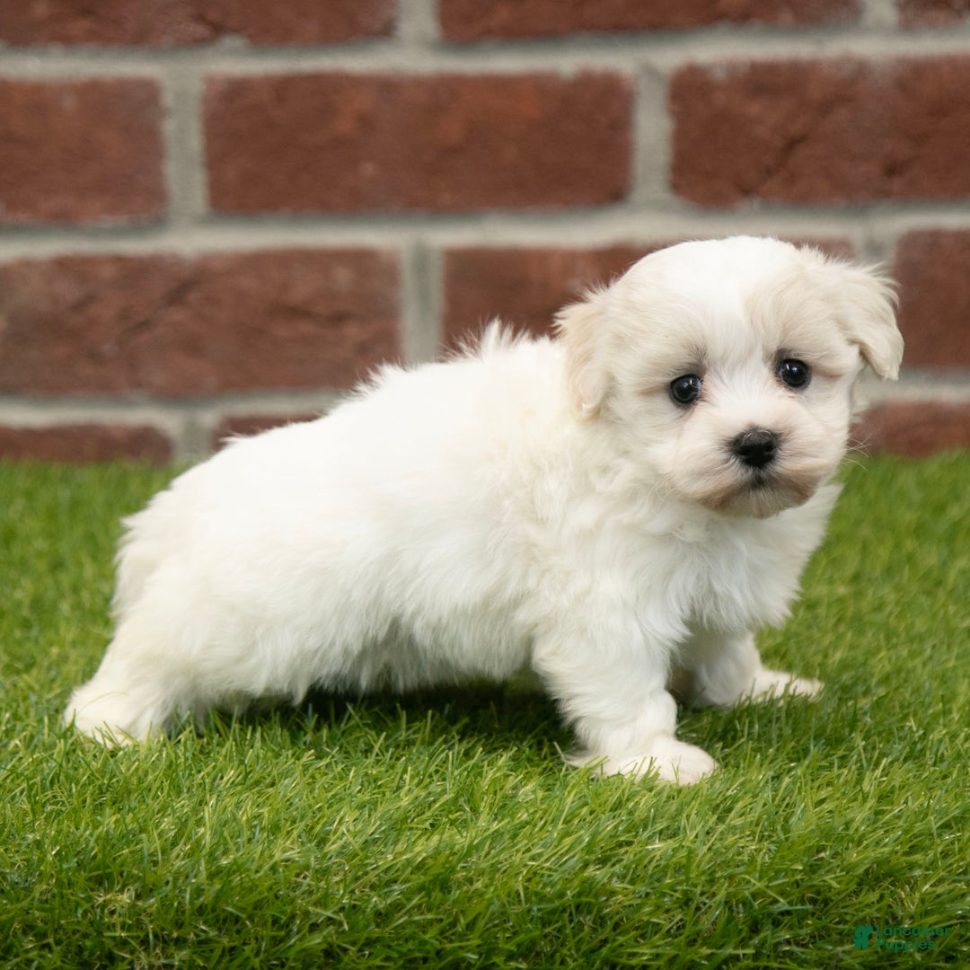 Havapoo dogs for sale: Duke - Ad 3