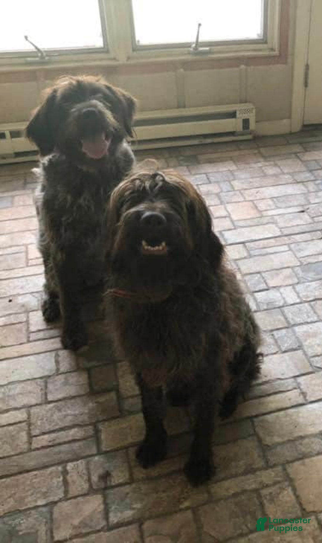 Gallery Image {{count}}