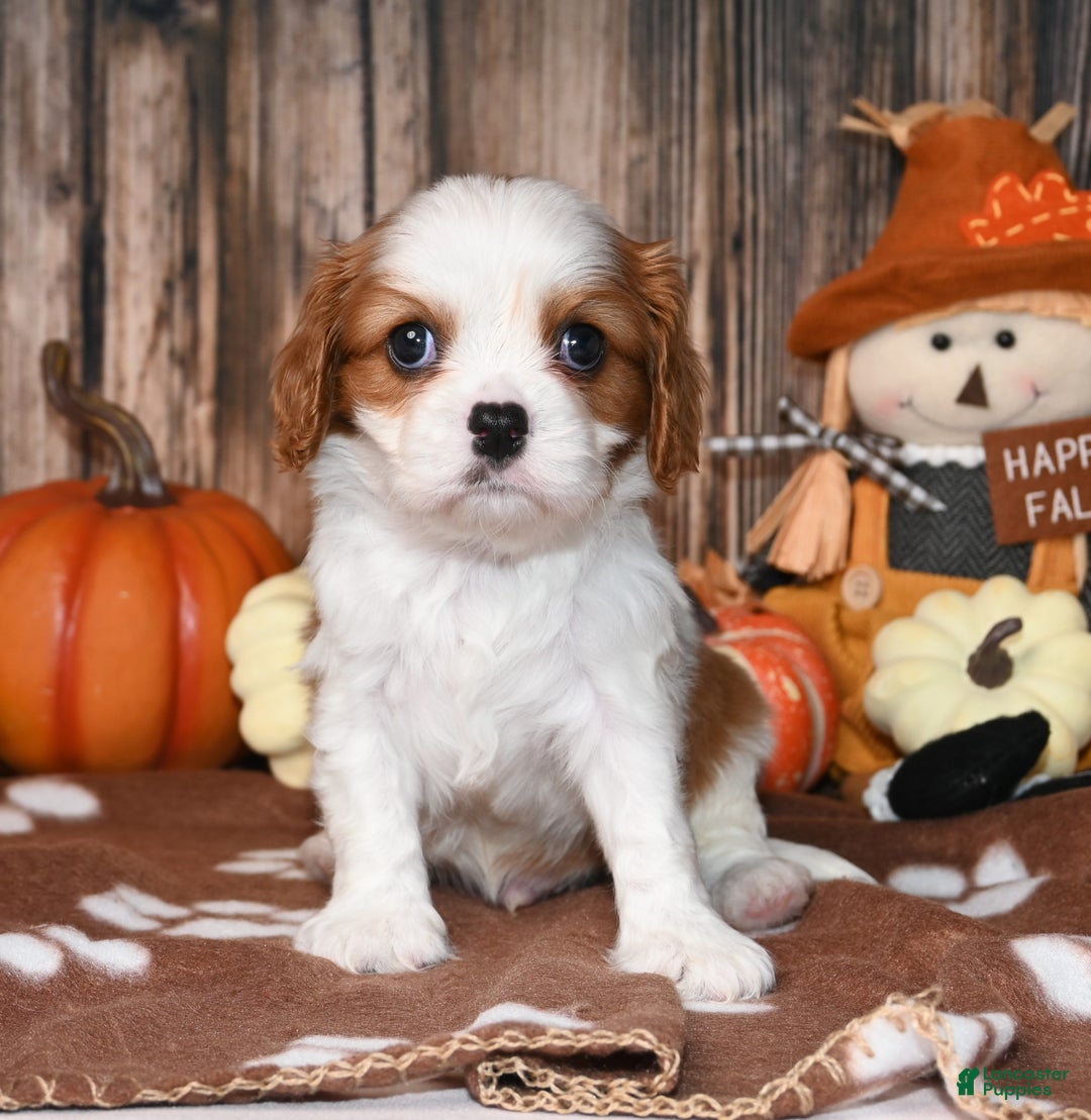 Cavalier King Charles Spaniel dogs for sale: Kai - Ad 6