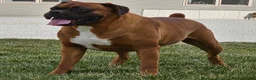 Boxer dogs for stud: Hillsides Dozer - Ad 2