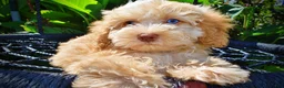 Havapoo dogs for sale: Gracie - Ad 5