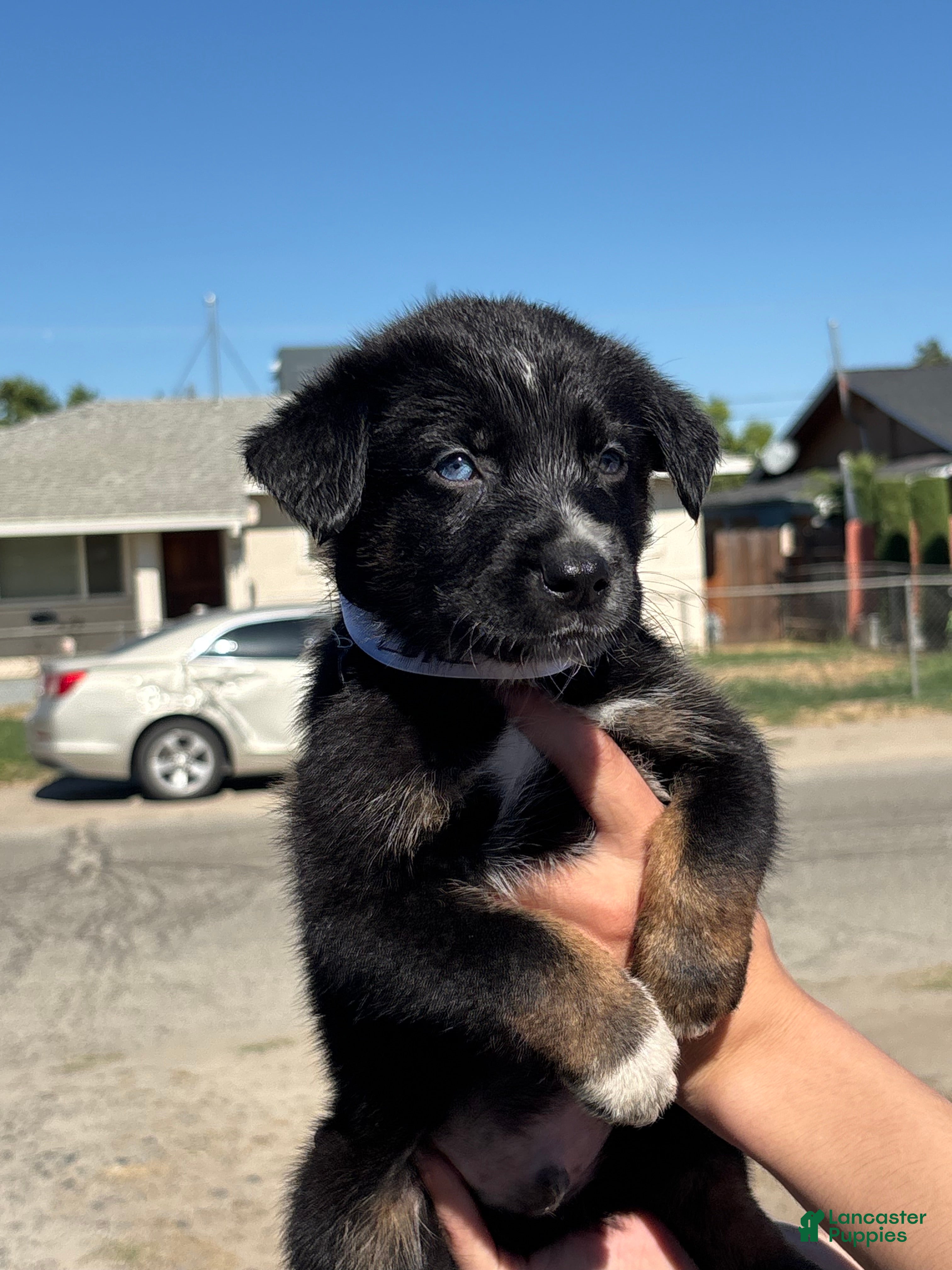 Mixed Breed dogs Loki - Ad 41
