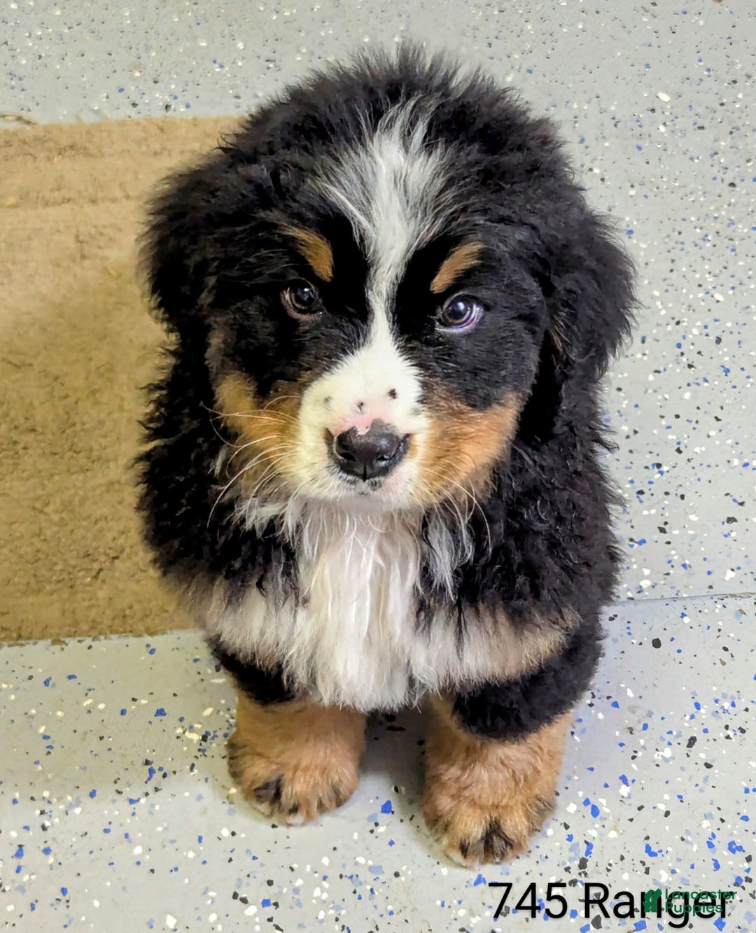 Bernese Mountain Dog dogs for sale: Ranger - Ad 2