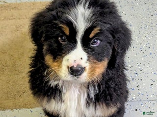 Bernese Mountain Dog dogs Ranger - Ad 20