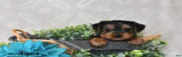 Yorkshire Terrier dogs for sale: Aspen - Ad 4